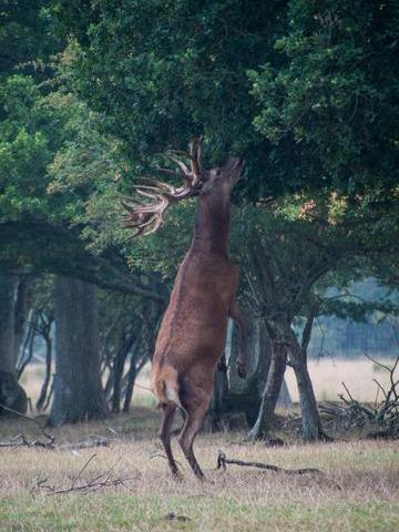 deer reaching c charlie burrell