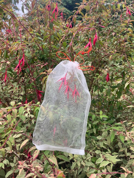 bagged flowers obg