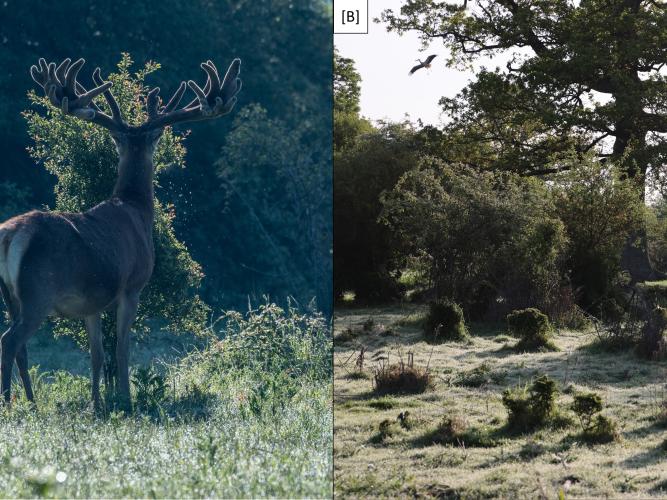 knepp rewilding