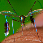 beautiful mosquito