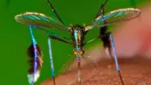 beautiful mosquito
