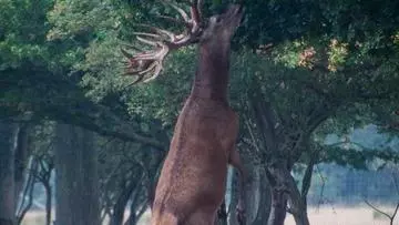 deer reaching c charlie burrell