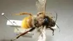 bombus bombuspomorum 150x150