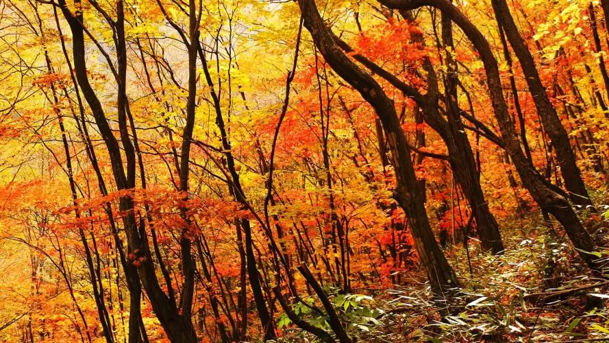 left forest