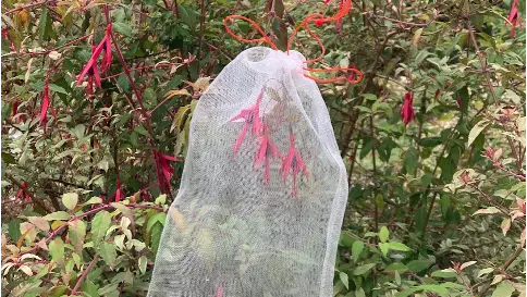 bagged flowers obg