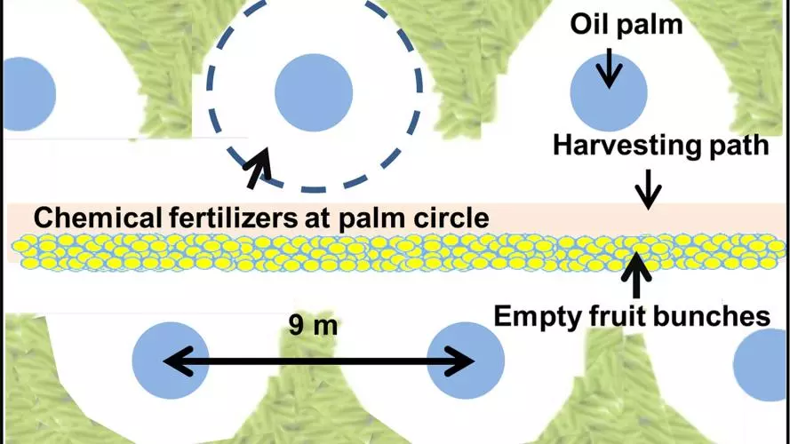 oil palm