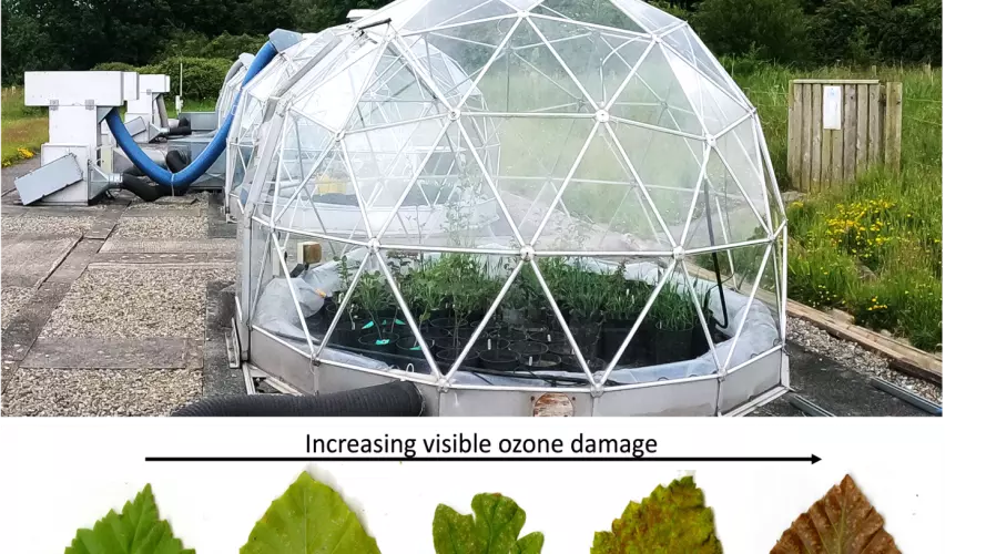 ozone picture1