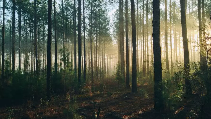 steven kamenar mmjx78v7xs8 unsplash
