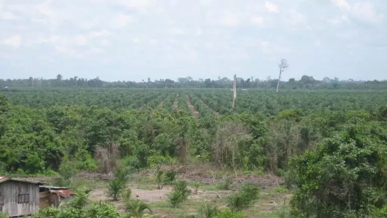 swamp batu niah skeleton trees 768x576