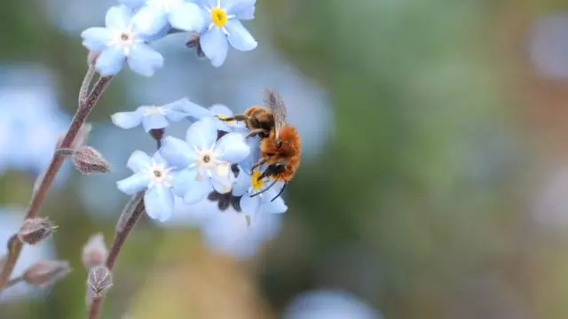 bee visiting forget me not