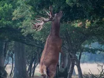 deer reaching c charlie burrell