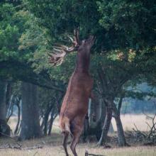 deer reaching c charlie burrell
