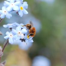bee visiting forget me not