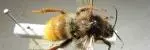 bombus bombuspomorum 150x150