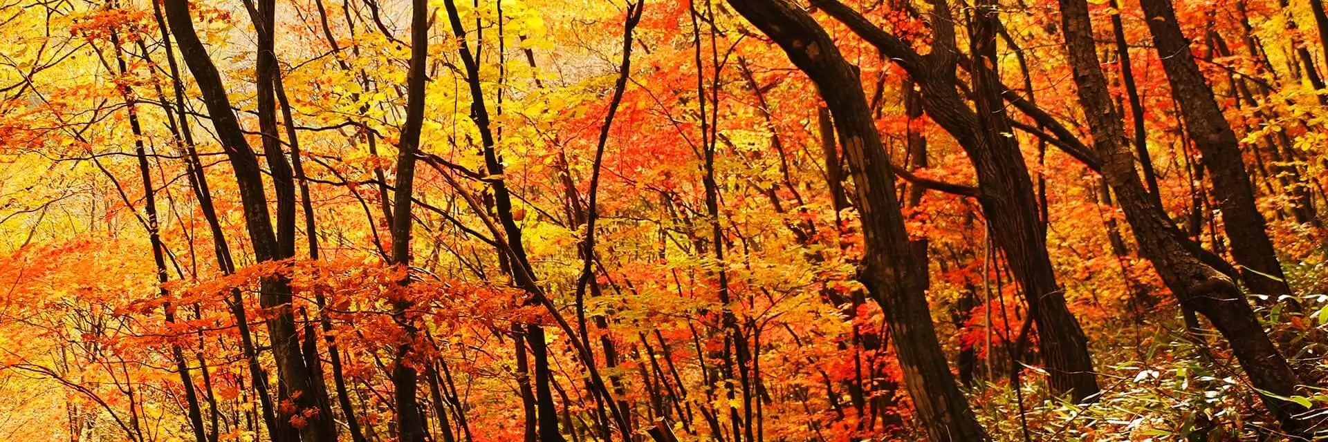left forest