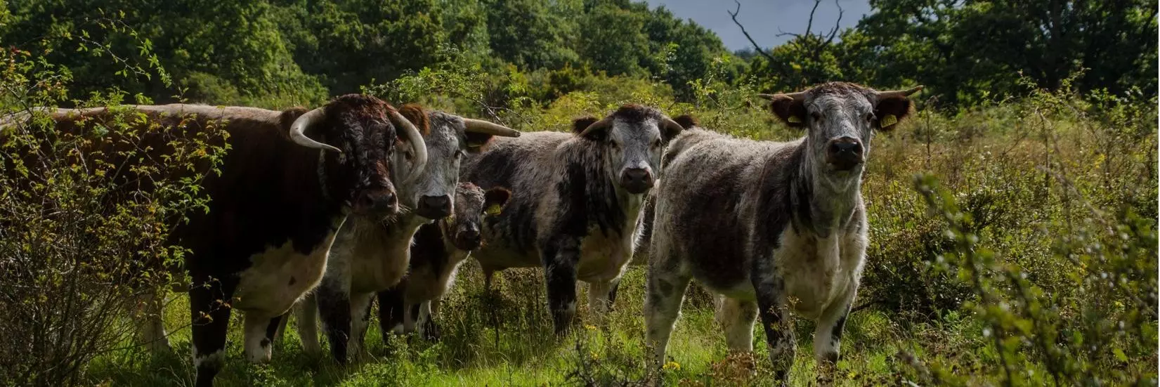 longhorn2