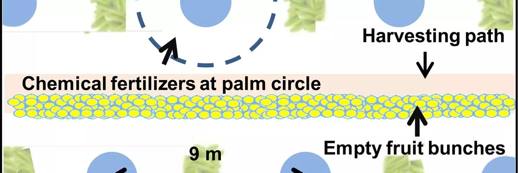 oil palm