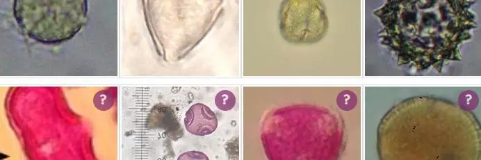 pollen