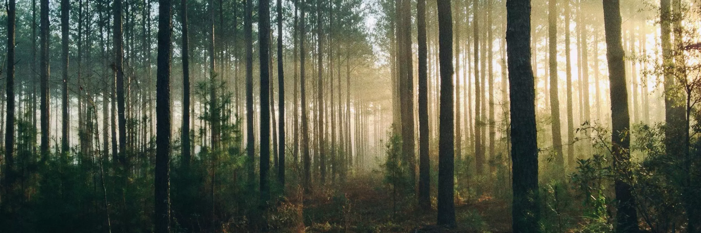 steven kamenar mmjx78v7xs8 unsplash