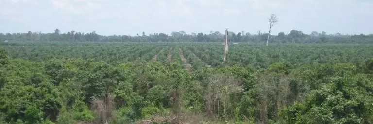 swamp batu niah skeleton trees 768x576